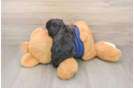 Adorable Cavalier King Charles Spaniel and Poodle Mix Poodle Mix Puppy