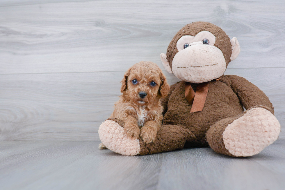 Sweet Cavapoo Baby