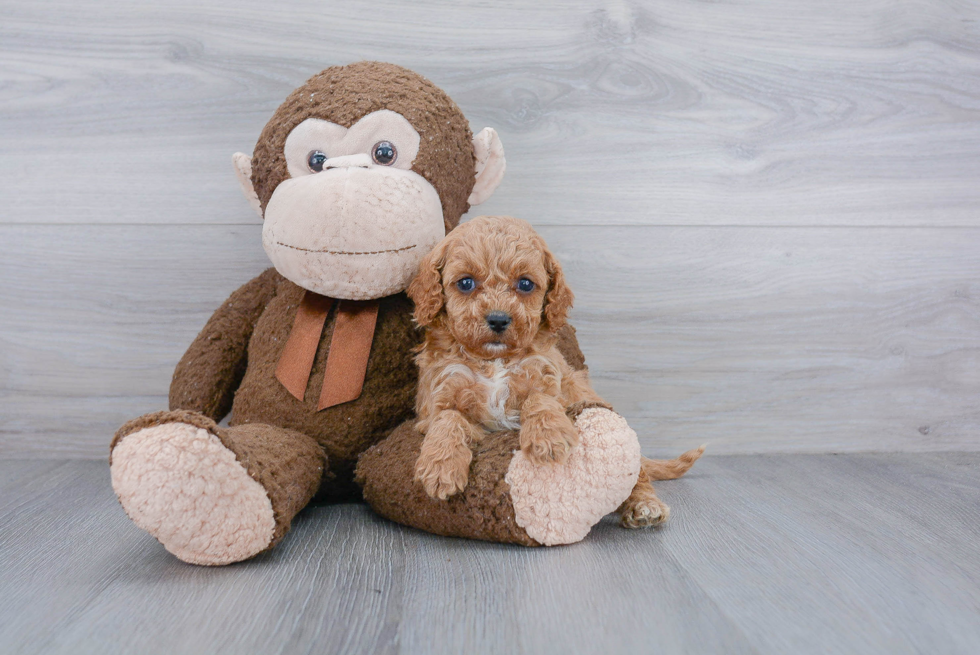 Best Cavapoo Baby