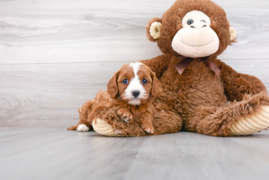 Little Cavoodle Poodle Mix Puppy