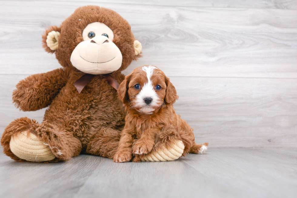 Hypoallergenic Cavoodle Poodle Mix Puppy