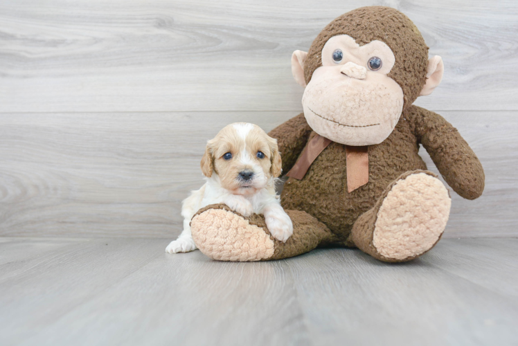 Funny Cavapoo Poodle Mix Pup