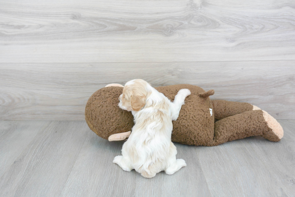 Happy Cavapoo Baby