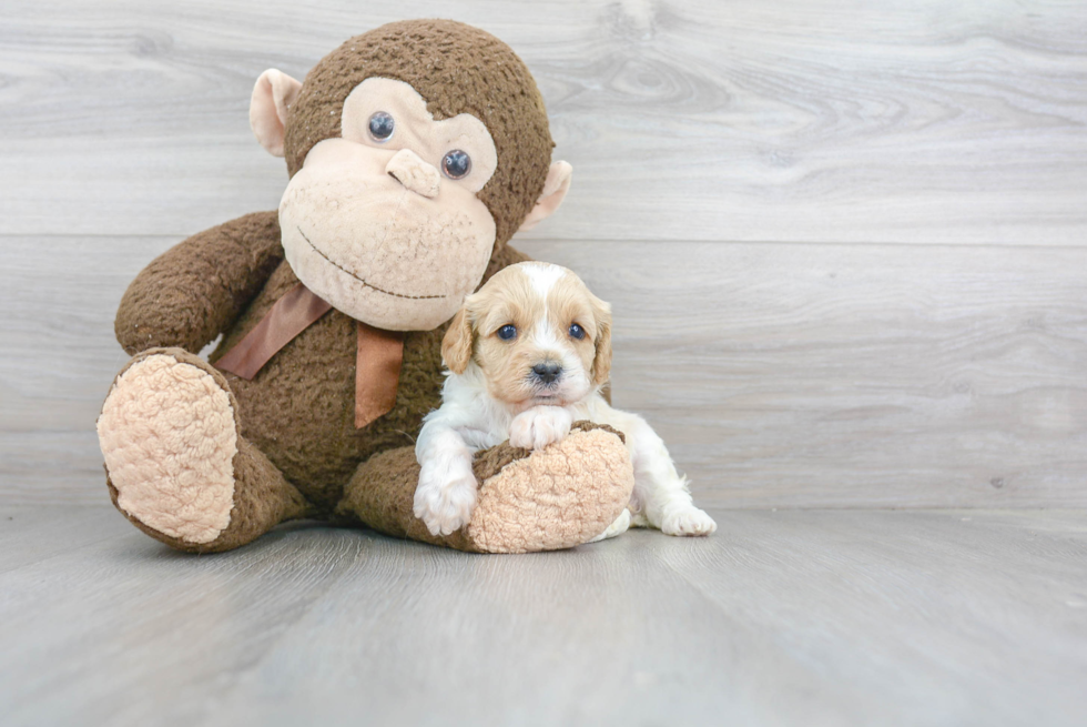 Popular Cavapoo Poodle Mix Pup