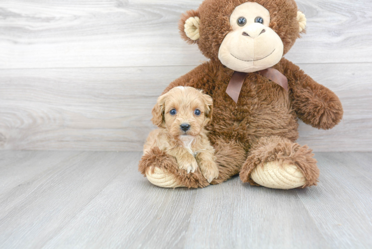 Cavapoo Puppy for Adoption