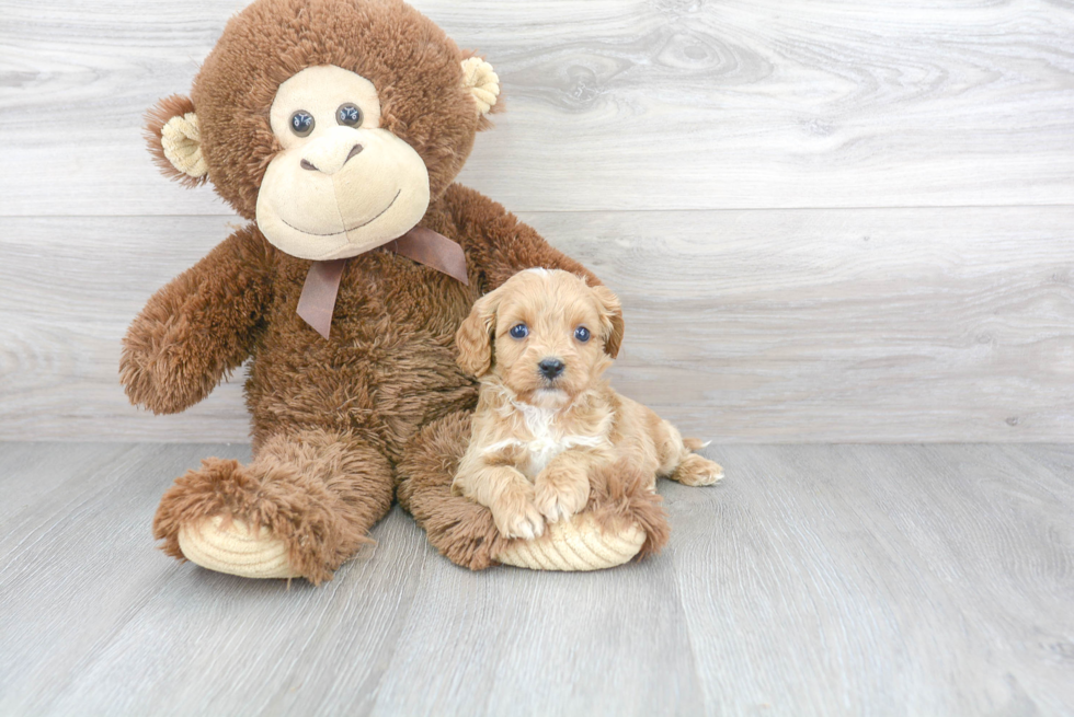 Cavapoo Puppy for Adoption