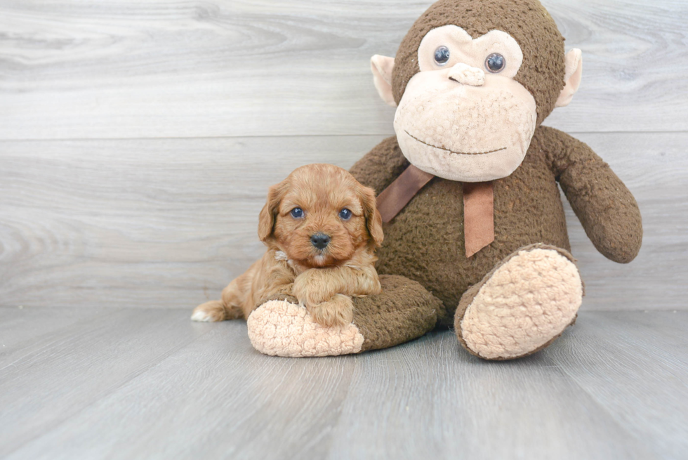 Adorable Cavoodle Poodle Mix Puppy