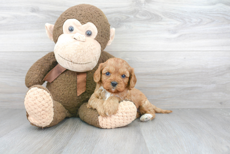 Friendly Cavapoo Baby