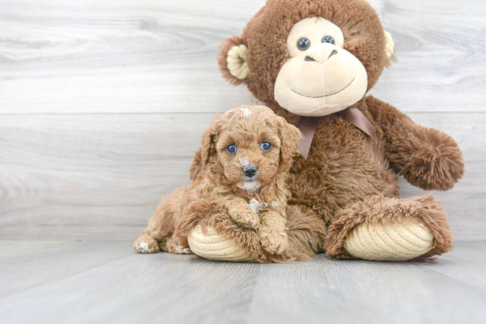 Best Cavapoo Baby