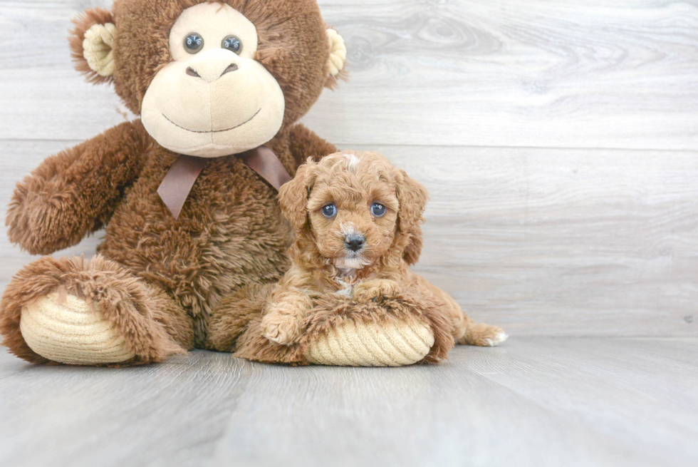 Energetic Cavoodle Poodle Mix Puppy