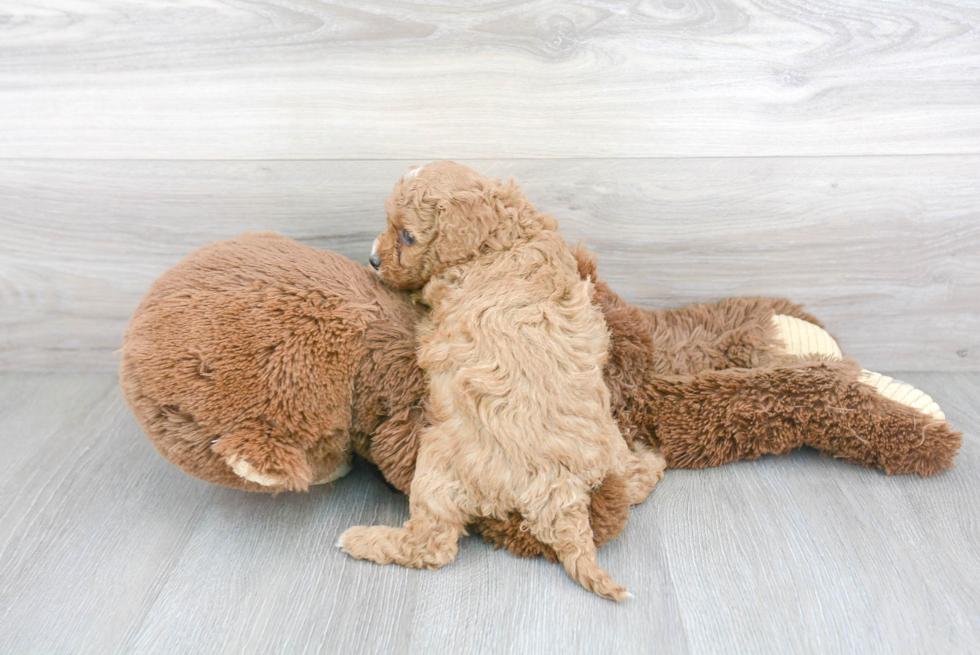 Sweet Cavapoo Baby