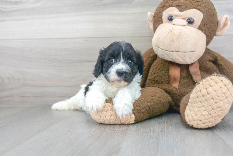 Best Cavapoo Baby