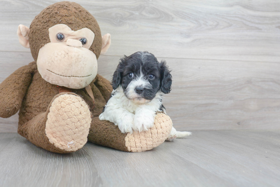 Energetic Cavoodle Poodle Mix Puppy