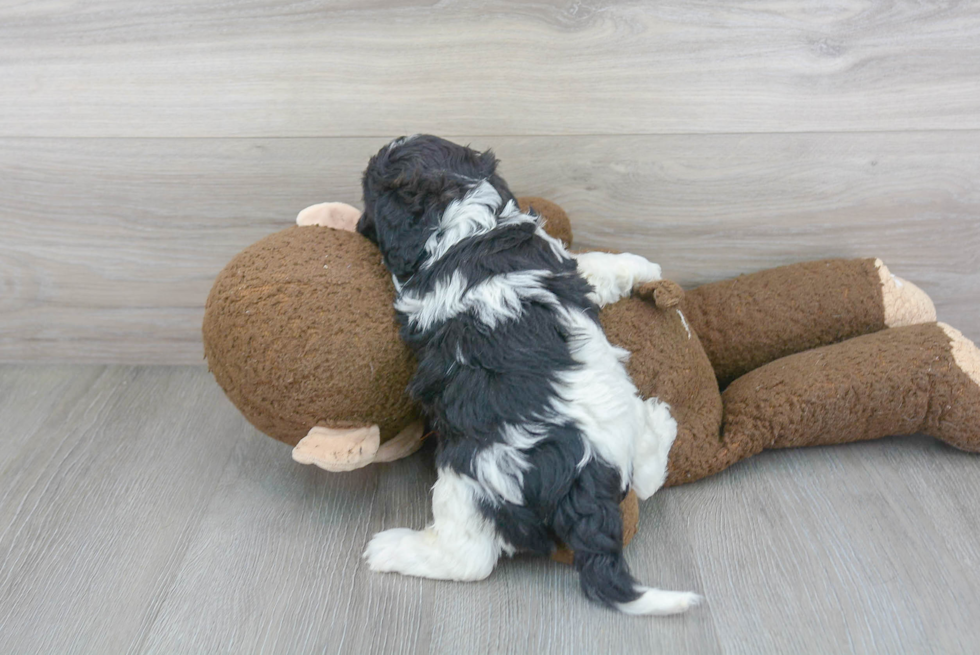 Smart Cavapoo Poodle Mix Pup