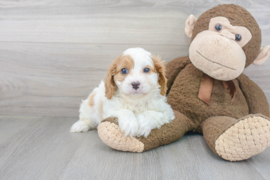 Happy Cavapoo Baby