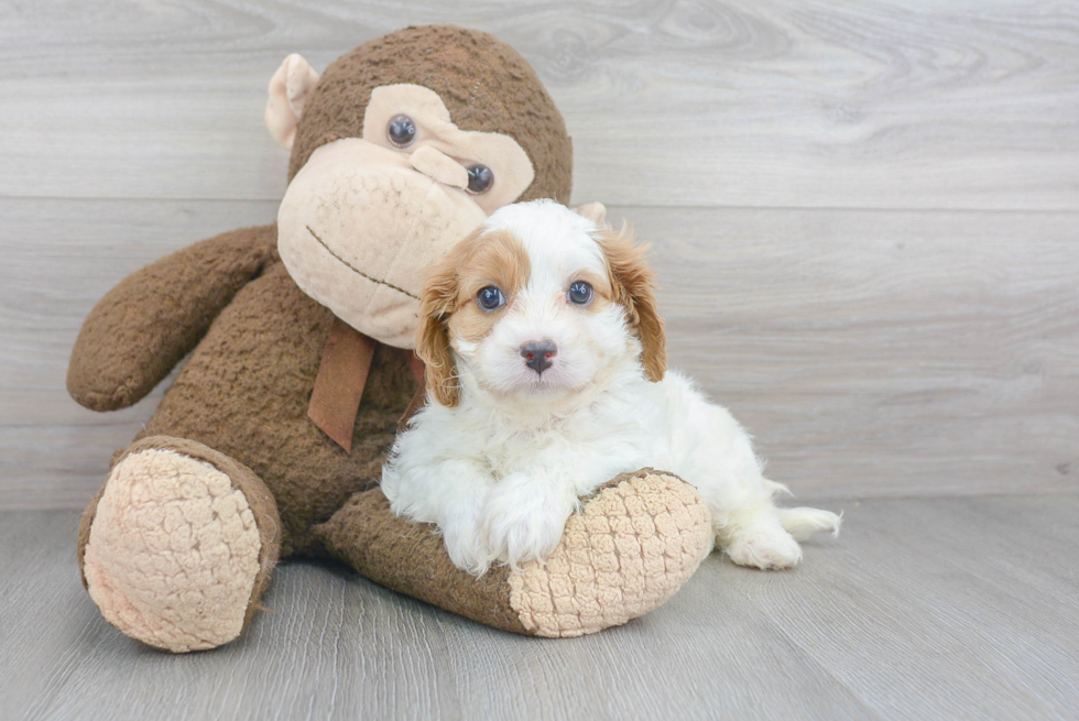 Cavapoo Pup Being Cute