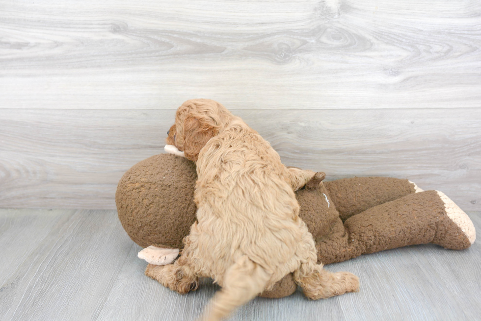 Smart Cavapoo Poodle Mix Pup