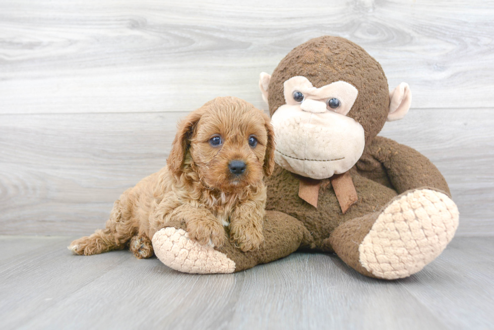 Sweet Cavapoo Baby