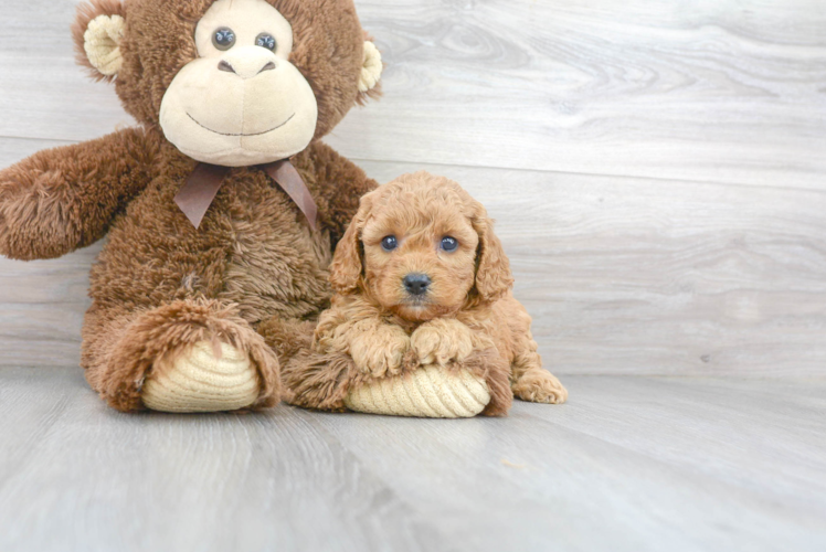 Fluffy Cavapoo Poodle Mix Pup