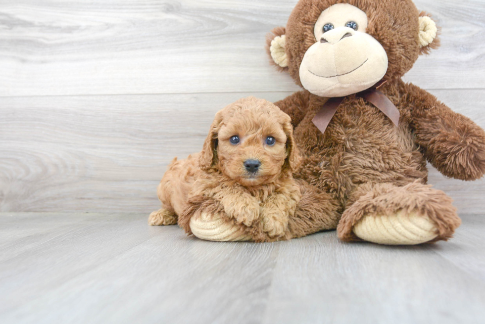 Small Cavapoo Baby