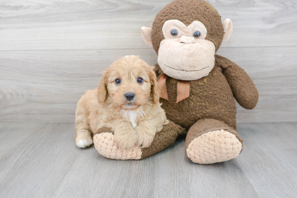 Cavapoo Puppy for Adoption