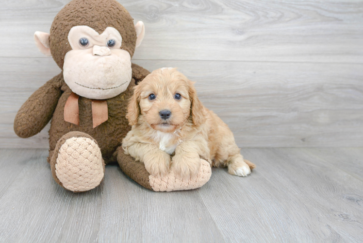 Best Cavapoo Baby