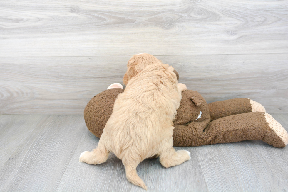 Cavapoo Pup Being Cute