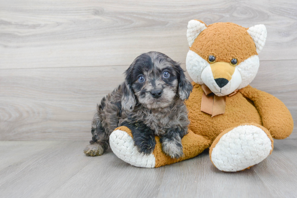 Playful Cavoodle Poodle Mix Puppy