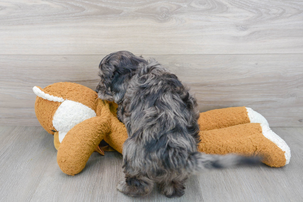 Cavapoo Pup Being Cute