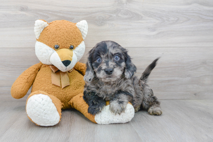 Best Cavapoo Baby