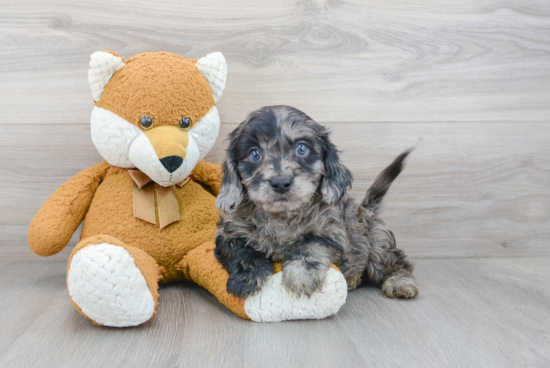 Best Cavapoo Baby