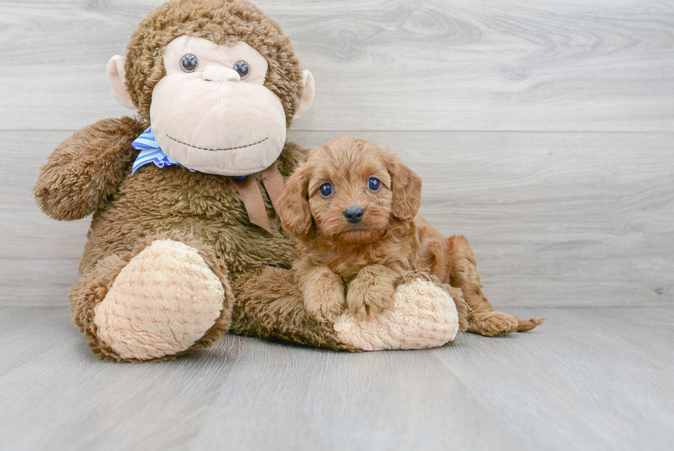 Hypoallergenic Cavoodle Poodle Mix Puppy