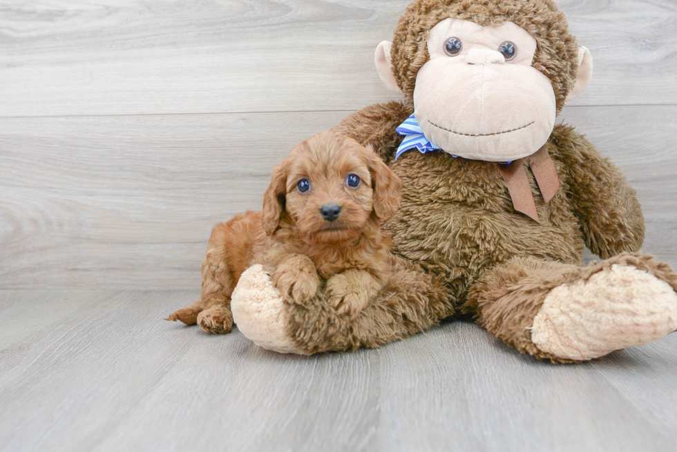 Cavapoo Pup Being Cute