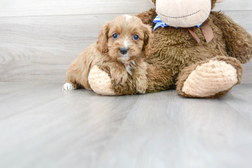 Friendly Cavapoo Baby