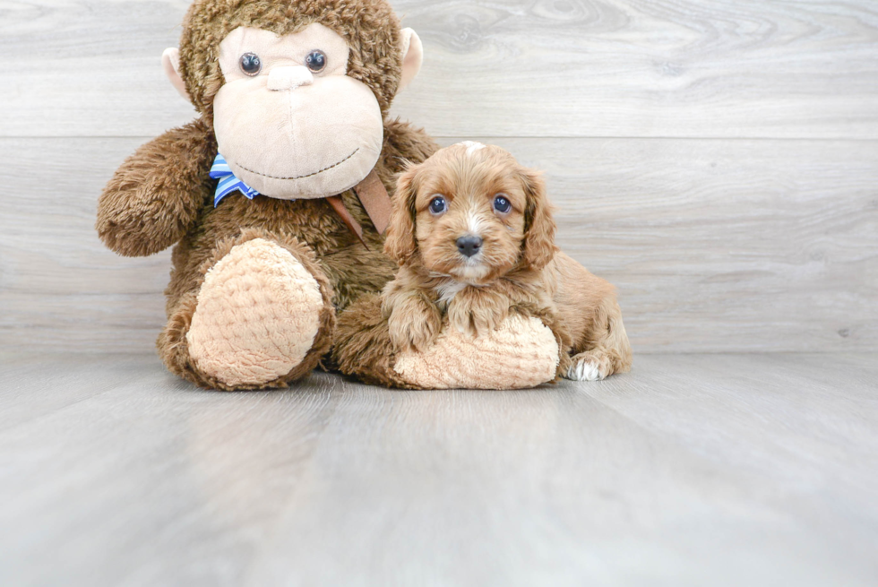 Cute Cavapoo Baby