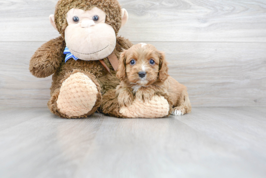 Cute Cavapoo Baby