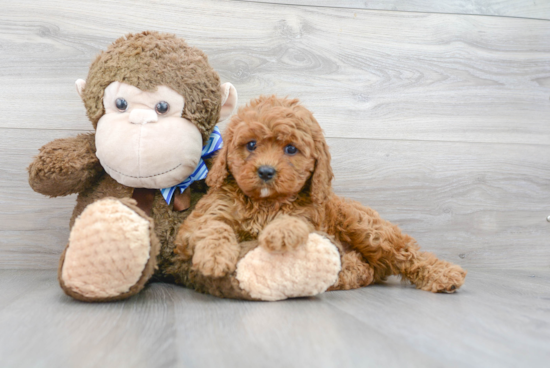 Cavapoo Pup Being Cute