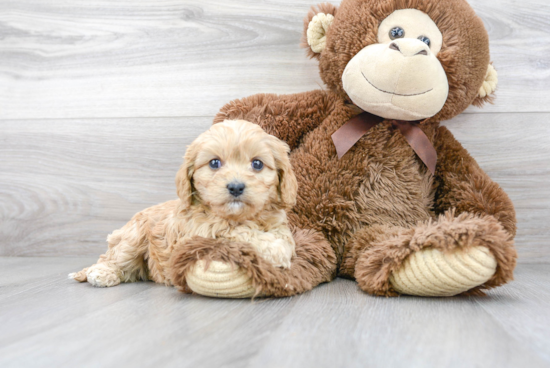 Cavapoo Pup Being Cute