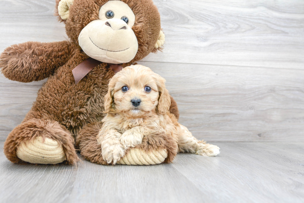 Small Cavapoo Baby