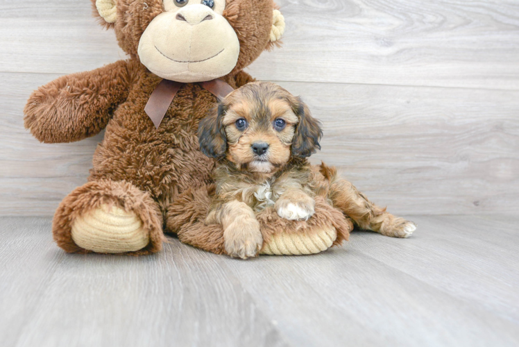 Adorable Cavoodle Poodle Mix Puppy