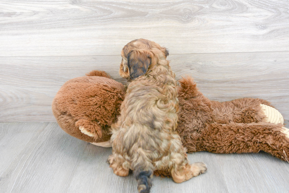 Popular Cavapoo Poodle Mix Pup