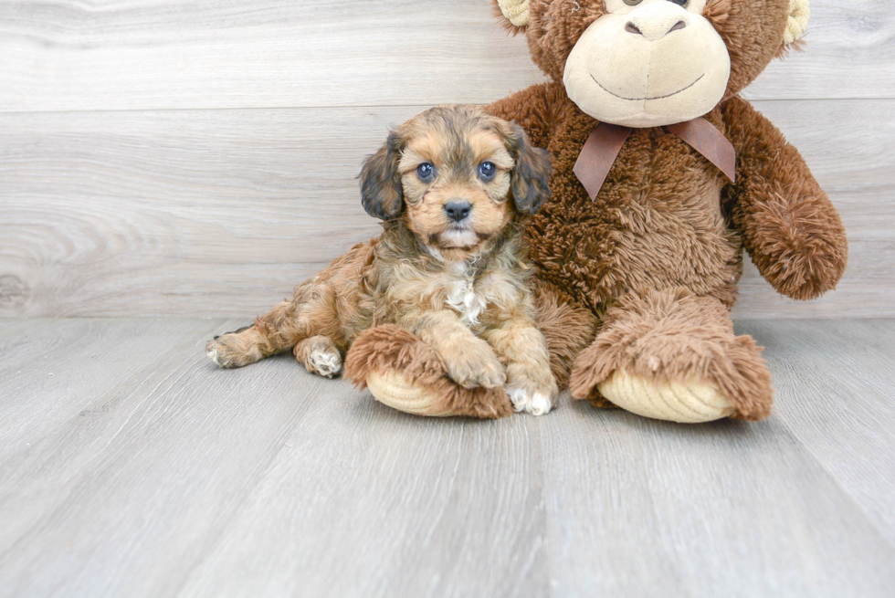 Cavapoo Puppy for Adoption