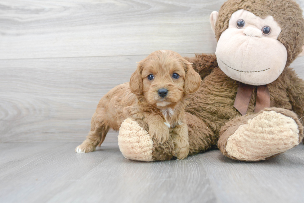 Cavapoo Pup Being Cute