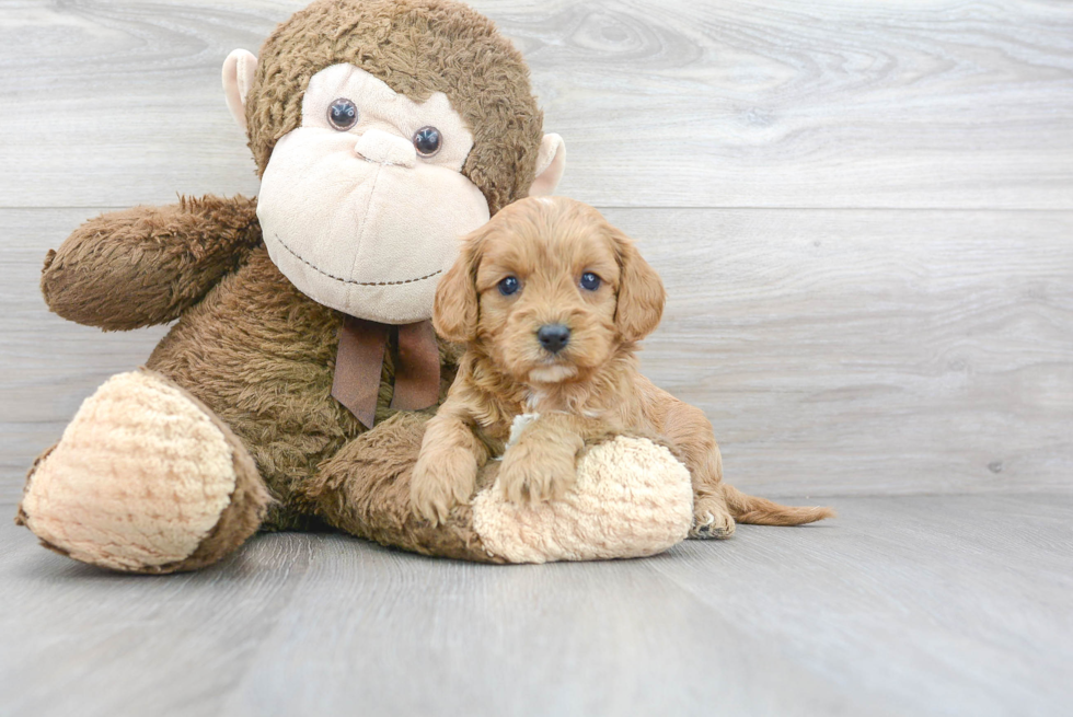 Happy Cavapoo Baby