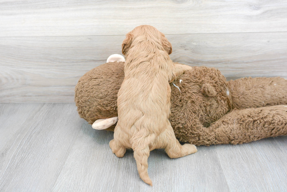 Best Cavapoo Baby