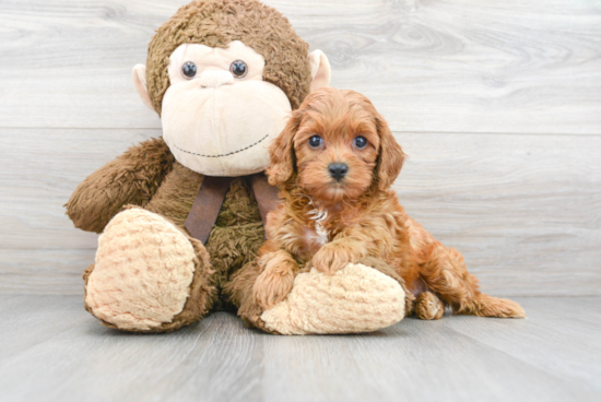 Best Cavapoo Baby