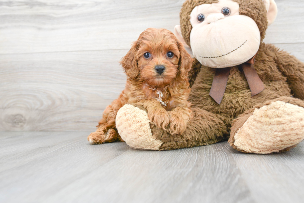 Fluffy Cavapoo Poodle Mix Pup