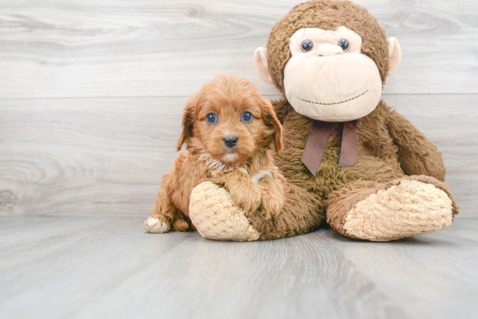 Playful Cavoodle Poodle Mix Puppy