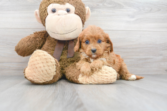 Friendly Cavapoo Baby