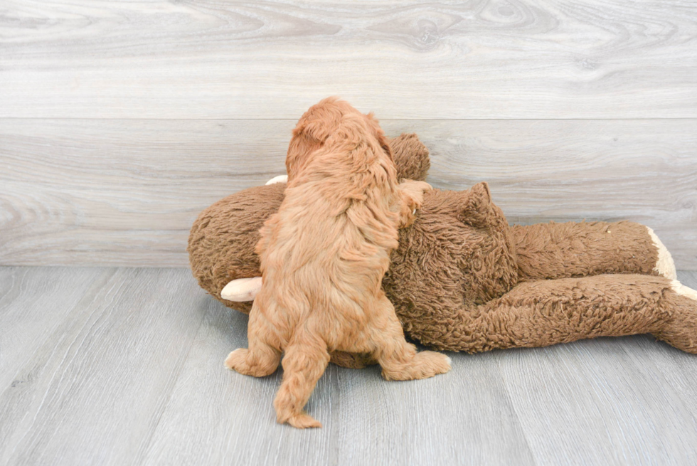 Friendly Cavapoo Baby